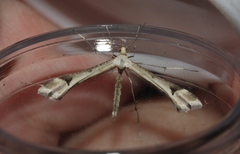 Paraplatyptilia fragilis