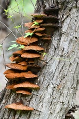 Fuscoporia