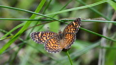 Phyciodes graphica