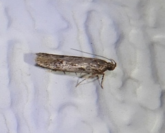 Amydria effrenatella