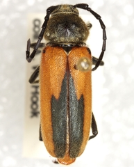 Crossidius suturalis