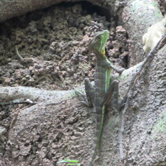 Basiliscus galeritus