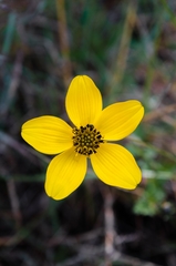 Bidens triplinervia