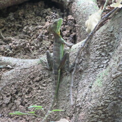 Basiliscus galeritus
