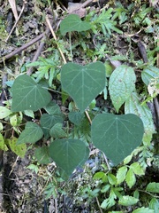 Stephania cephalantha