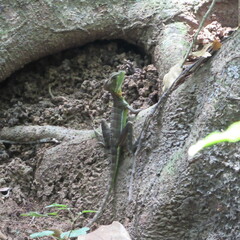 Basiliscus galeritus