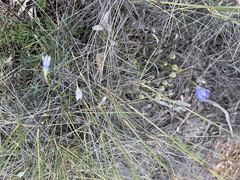 Wahlenbergia