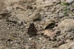 Lexias dirtea