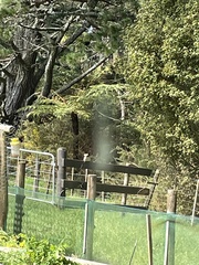 Dacelo novaeguineae novaeguineae