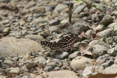 Lexias dirtea