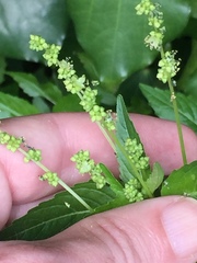 Mercurialis annua