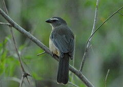 Saltator coerulescens