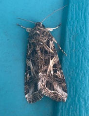Spodoptera ornithogalli