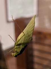 Microcentrum retinerve