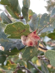 Andricus crystallinus