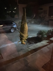 Microcentrum retinerve