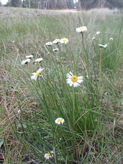 Allittia cardiocarpa