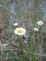 Allittia cardiocarpa