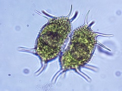 Xanthidium antilopaeum