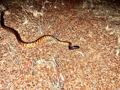 Aspidites melanocephalus