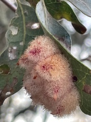 Andricus crystallinus