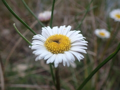 Allittia cardiocarpa