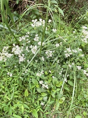 Eupatorium formosanum