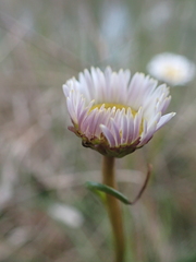 Allittia cardiocarpa