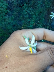 Echeandia ramosissima