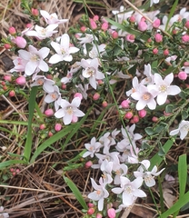 Philotheca verrucosa