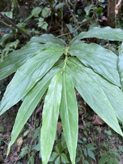 Zingiber kawagoii