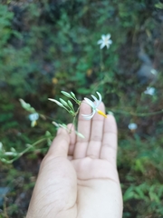 Echeandia ramosissima