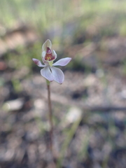 Caladenia pusilla