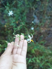 Echeandia ramosissima