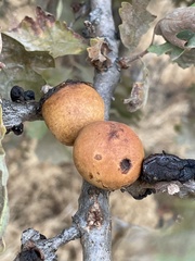Andricus quercuscalifornicus