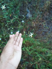 Echeandia ramosissima