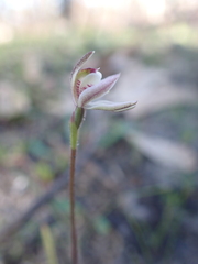 Caladenia pusilla