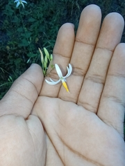 Echeandia ramosissima