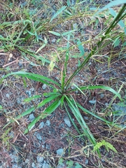 Echeandia ramosissima