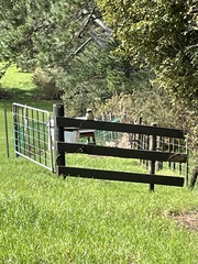 Dacelo novaeguineae novaeguineae