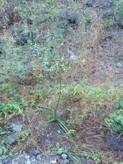 Echeandia ramosissima