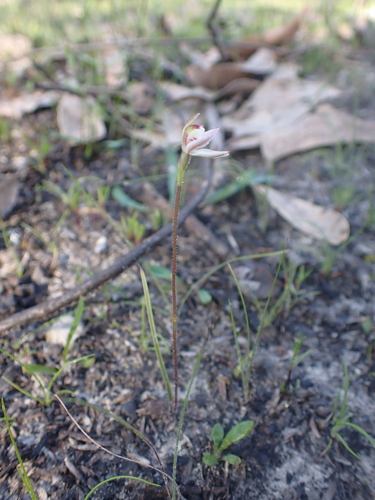 Image of Caladenia pusilla by (c) Nina Kerr, some rights reserved (CC BY)