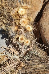 Centaurea onopordifolia