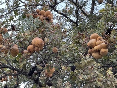 Andricus quercuscalifornicus