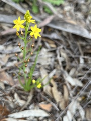 Bulbine semibarbata