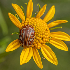 Calligrapha wickhami