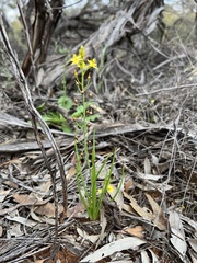 Bulbine semibarbata