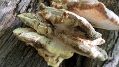 Pseudoinonotus dryadeus