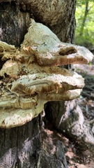 Pseudoinonotus dryadeus