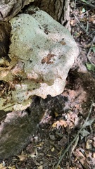 Pseudoinonotus dryadeus